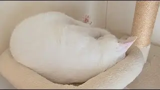 ある家族と、白い迷い猫。 がライブ配信中！