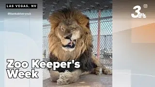 Celebrating Zoo Keeper's Week with Lion Habitat Ranch