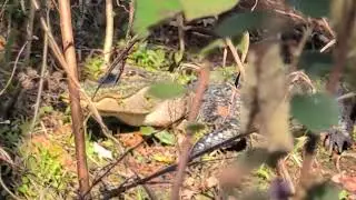 Alligator has His Eye On Me & Check Out Front & Back Feet, Lake Jesup Conservation Area East Tract! 