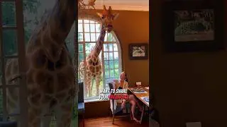 Breakfast with Giraffes at Kenya's Most Unique Hotel 🦒 #giraffemanor