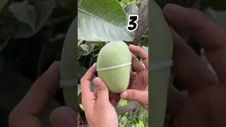 Mango & wire experiment
