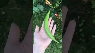 DON'T plant Trumpet Creeper if
