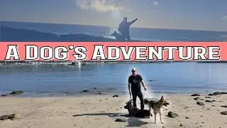 Half Moon Bay, CA| Things to do with dogs plus camping