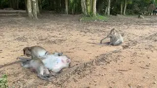 Macaque monkeys are relaxing at Angkor Wat