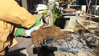 枝垂れ梅盆栽の植替え