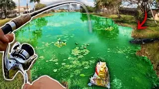 Exploring South Florida for CRAZY EXOTIC FISH!!