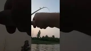 Topwater bite #fishing #explore #outdoors #kayakfishing #vibekayaks #bassfishing #KayakAnglerTough