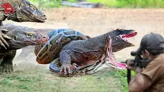 How Farmers and Hunters Deal with Millions of Komodo Dragon and Wild Boars | Farming Documentary