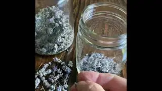 Preparing Dried Lavender