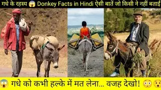 गधे के रहस्य 😱 | Donkey Facts in Hindi | ऐसी बातें जो किसी ने नहीं बताईं Full Explained 