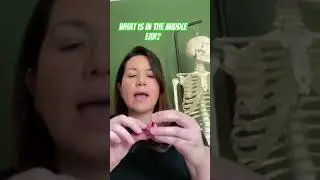 Middle ear | Ear Anatomy | Smallest bones in the body