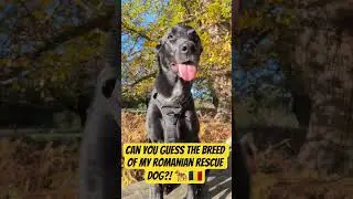 Rescue Dog DNA Test Results | What Breed is My Romanian Rescue? 🧬🐾