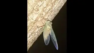 Cicadas! 17 year cicada just emerged. Listen to the sounds.#shorts