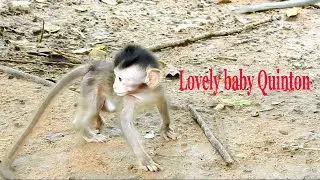 Truly lovely baby monkey Quinton playing moment/ Gorgeous baby Quinton is very marvelous boy.