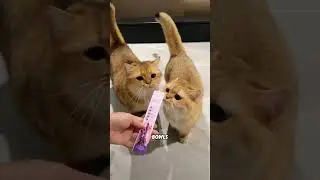 Разыгрывание котят едой