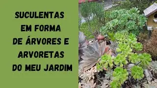 SUCULENTAS EM FORMAS DE ARVORES E ARVORETAS DO MEU JARDIM