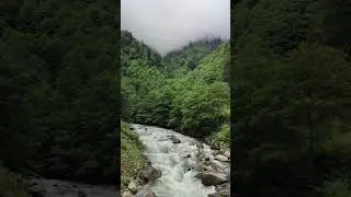 Beautiful river in forest.