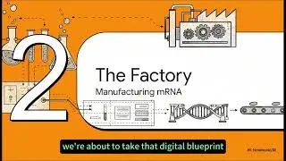 From Code to Cell  Making mRNA