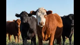 Webinar Recording: CattleFax Market Update June 2025 | Farm Credit Mid-America