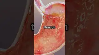 WHY DO OUR STOMACHS GROWL????🍽️🔊#StomachGrowl #BodyFacts #FacelessShorts #facts #sciencefacts