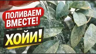 Поливаем вместе. Хойи. Пегборд для растений