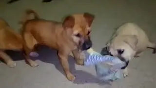 baby dog funny video, and action 3dogs
