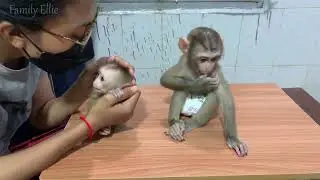 So adorable baby monkey feeling lovely that mummy take care and sharing food to eating delicious