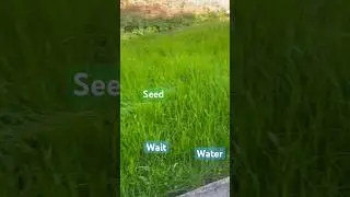 New lawn from seed eight weeks time to mow. #lawncare #lawn #grass #newlaws #garden #gardening