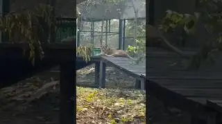 #gorakhpur #zoo #animals #videoblogging #lions #welding2026