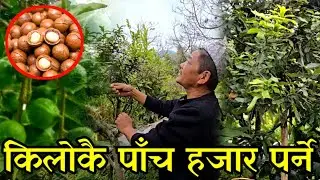 किलोकै पाँच हजार पर्ने महङ्गो फलको खेती इलाममा,घरमा बसेर बर्सकै 20 लाख कमाउदै village farming 