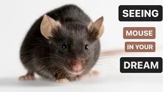 ISLAMIC DREAM INTERPRETATION. If you see MOUSE in your dream what does it mean?