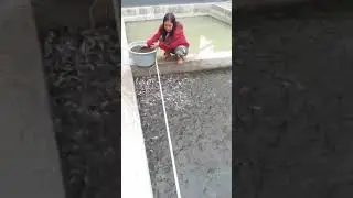 تربية وتكثيف🐬 سمكه الباسا في احواض  خرسانة في اندونسيا. اسماك الباسا Basa fish . Pangasius fish