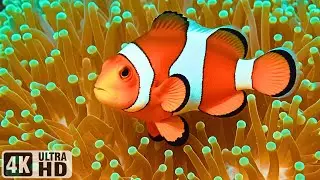Beautiful Ocean Dreams 4K 🐠 Tropical Fish & Jellyfish &ndash; Peaceful Music for Sleep