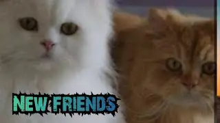 My new familymember @stampycat #cat #humor #funny #pets #funnycats #funnycat