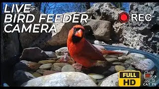 Live Bird Feeder Camera in Oklahoma | Bird Feeder Live Stream #CATTV #Birds