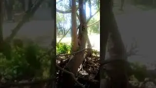 Squirrel Mating season is here? (Look by the tree root) Zoomed, low rez  (CD=See Descrip) CD-020622