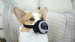 Crazy Felix Reflective Dog Muzzle - How to Fit and Use