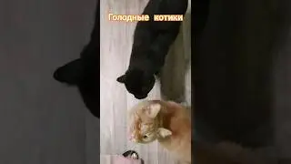 у вас так же? #весело #cat #кот #юмор #котики #котик #прикол #смешно #топ