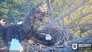 BERRY COLLEGE EAGLES-Dad Berry Reports For Egg Duty with Grasses 8:02 AM_12.12.21