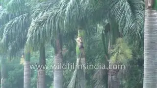 Cuban Royal Palm or Roystonea regia