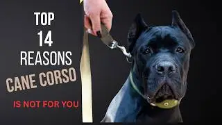 14 REASONS WHY YOU SHOULD NOT GET A CANE CORSO 