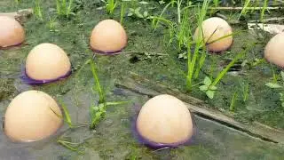 Unbelievable Fishing  ! Finding And Catching Small Fish With Hen Eggs ! Amazing Fishing Ideology