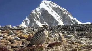 BIRSANE CHAINA NEPAL