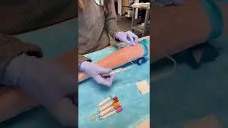 Serviam Diagnostics Phlebotomy Collection How-To Guide