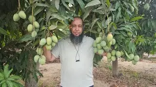 مانجو سكري
