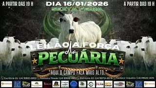 LEILÃO A FORÇA DAD PECUÁRIA - FIGUEIRA LEILÕES - LEILÃO DE GADO AO VIVO - 16/01/26