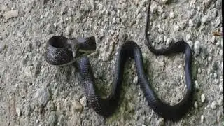 Black Rat Snake, Pantherophis obsoletus