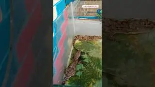 Egyptian village keeps crocodiles as pets. Here's why