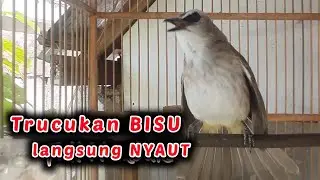 Pancingan TRUCUK BISU, OMBYOKAN PASTI LANGSUNG BUNYI