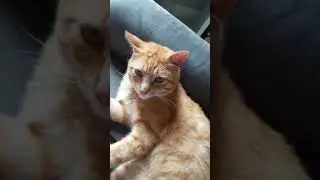 mon petit chat Sam le pompier